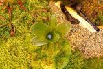 Brocchinia hechtioides - kliknij aby zobaczyć zdjęcie. Brocchinia hechtioides