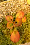 Heliamphora exappendiculata - kliknij aby zobaczyć zdjęcie. Heliamphora exappendiculata