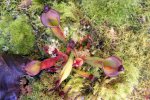 Heliamphora - kliknij aby zobaczyć zdjęcie. Heliamphora