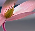 Heliamphora pulchella (Amuri Tepui) - kliknij aby zobaczyć zdjęcie. Heliamphora pulchella (Amuri Tepui)