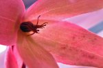 Heliamphora pulchella (Amuri Tepui) - kliknij aby zobaczyć zdjęcie. Heliamphora pulchella (Amuri Tepui)
