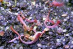 Heliamphora Midoxa x folliculata (Aparaman Tepui) - kliknij aby zobaczyć zdjęcie. Heliamphora Midoxa x folliculata (Aparaman Tepui)