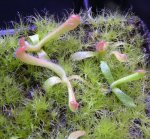 Heliamphora tatei var. tatei (Cerro Duida) x folliculata (Aparaman Tepui) - kliknij aby zobaczyć zdjęcie. Heliamphora tatei var. tatei (Cerro Duida) x folliculata (Aparaman Tepui)