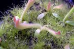 Heliamphora tatei var. tatei (Cerro Duida) x folliculata (Aparaman Tepui) - kliknij aby zobaczyć zdjęcie. Heliamphora tatei var. tatei (Cerro Duida) x folliculata (Aparaman Tepui)