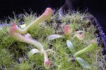 Heliamphora tatei var. tatei (Cerro Duida) x folliculata (Aparaman Tepui) - kliknij aby zobaczyć zdjęcie. Heliamphora tatei var. tatei (Cerro Duida) x folliculata (Aparaman Tepui)
