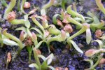 Heliamphora tatei var. tatei (Cerro Duida) x folliculata (Aparaman Tepui) - kliknij aby zobaczyć zdjęcie. Heliamphora tatei var. tatei (Cerro Duida) x folliculata (Aparaman Tepui)