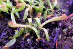 Heliamphora tatei var. tatei (Cerro Duida) x folliculata (Aparaman Tepui) - kliknij aby zobaczyć zdjęcie. Heliamphora tatei var. tatei (Cerro Duida) x folliculata (Aparaman Tepui)