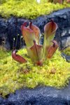 Heliamphora pulchella (Apacapa Tepui) - kliknij aby zobaczyć zdjęcie. Heliamphora pulchella (Apacapa Tepui)
