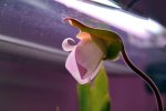 Heliamphora parva (Cerro Neblina) - kliknij aby zobaczyć zdjęcie. Heliamphora parva (Cerro Neblina)
