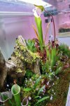 Heliamphora parva (Cerro Neblina) - kliknij aby zobaczyć zdjęcie. Heliamphora parva (Cerro Neblina)