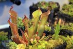 Heliamphora nutans - kliknij aby zobaczyć zdjęcie. Heliamphora nutans