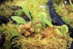 Utricularia quelchii (Auyan Tepui) - kliknij aby zobaczyć zdjęcie. Utricularia quelchii (Auyan Tepui)