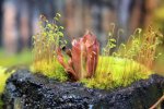 Heliamphora minor - kliknij aby zobaczyć zdjęcie. Heliamphora minor
