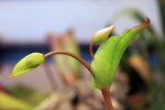 Heliamphora heterodoxa - kliknij aby zobaczyć zdjęcie. Heliamphora heterodoxa