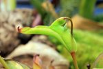 Heliamphora heterodoxa - kliknij aby zobaczyć zdjęcie. Heliamphora heterodoxa