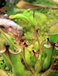 Heliamphora heterodoxa - kliknij aby zobaczyć zdjęcie. Heliamphora heterodoxa