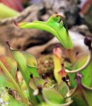 Heliamphora heterodoxa - kliknij aby zobaczyć zdjęcie. Heliamphora heterodoxa