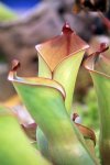 Heliamphora collina (Foothills Testigos) - kliknij aby zobaczyć zdjęcie. Heliamphora collina (Foothills Testigos)