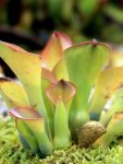 Heliamphora exappendiculata - kliknij aby zobaczyć zdjęcie. Heliamphora exappendiculata