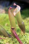 Heliamphora nutans - kliknij aby zobaczyć zdjęcie. Heliamphora nutans