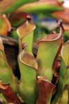Heliamphora - kliknij aby zobaczyć zdjęcie. Heliamphora