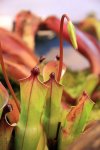 Heliamphora - kliknij aby zobaczyć zdjęcie. Heliamphora