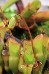 Heliamphora - kliknij aby zobaczyć zdjęcie. Heliamphora