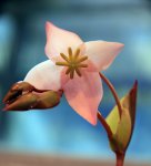 Heliamphora folliculata (Aparaman Tepui, Venezuela) - kliknij aby zobaczyć zdjęcie. Heliamphora folliculata (Aparaman Tepui, Venezuela)