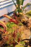 Heliamphora - kliknij aby zobaczyć zdjęcie. Heliamphora