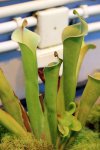 Heliamphora tatei var. tatei (Cerro Duida) - kliknij aby zobaczyć zdjęcie. Heliamphora tatei var. tatei (Cerro Duida)