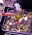 Heliamphora ceracea (Cerro Neblina) - kliknij aby zobaczyć zdjęcie. Heliamphora ceracea (Cerro Neblina)