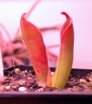 Heliamphora ceracea (Cerro Neblina) - kliknij aby zobaczyć zdjęcie. Heliamphora ceracea (Cerro Neblina)