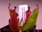 Heliamphora heterodoxa - kliknij aby zobaczyć zdjęcie. Heliamphora heterodoxa