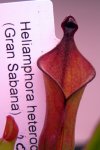 Heliamphora heterodoxa - kliknij aby zobaczyć zdjęcie. Heliamphora heterodoxa