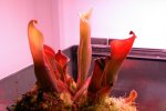 Heliamphora nutans - kliknij aby zobaczyć zdjęcie. Heliamphora nutans