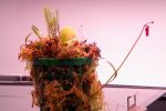 Utricularia quelchii (Auyan Tepui) - kliknij aby zobaczyć zdjęcie. Utricularia quelchii (Auyan Tepui)