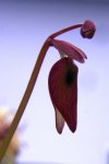 Utricularia quelchii (Auyan Tepui) - kliknij aby zobaczyć zdjęcie. Utricularia quelchii (Auyan Tepui)