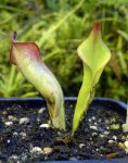 Heliamphora sp. Akopan - kliknij aby zobaczyć zdjęcie. Heliamphora sp. Akopan