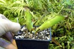 Heliamphora heterodoxa - kliknij aby zobaczyć zdjęcie. Heliamphora heterodoxa