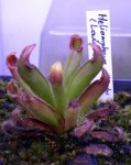 Heliamphora ciliata (Lowland) - kliknij aby zobaczyć zdjęcie. Heliamphora ciliata (Lowland)