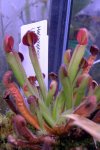 Heliamphora uncinata (Amuri Tepui) - kliknij aby zobaczyć zdjęcie. Heliamphora uncinata (Amuri Tepui)
