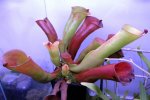 Heliamphora folliculata (Aparaman Tepui, Venezuela) - kliknij aby zobaczyć zdjęcie. Heliamphora folliculata (Aparaman Tepui, Venezuela)