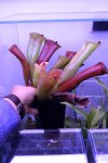 Heliamphora folliculata (Aparaman Tepui, Venezuela) - kliknij aby zobaczyć zdjęcie. Heliamphora folliculata (Aparaman Tepui, Venezuela)