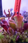 Heliamphora pulchella - kliknij aby zobaczyć zdjęcie. Heliamphora pulchella