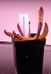Heliamphora purpurascens - kliknij aby zobaczyć zdjęcie. Heliamphora purpurascens