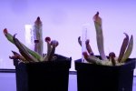 Heliamphora purpurascens - kliknij aby zobaczyć zdjęcie. Heliamphora purpurascens