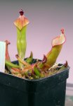 Heliamphora heterodoxa (Gran Sabana) - kliknij aby zobaczyć zdjęcie. Heliamphora heterodoxa (Gran Sabana)
