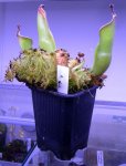 Heliamphora heterodoxa (Gran Sabana) - kliknij aby zobaczyć zdjęcie. Heliamphora heterodoxa (Gran Sabana)