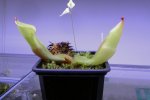 Heliamphora folliculata (Aparaman Tepui) - kliknij aby zobaczyć zdjęcie. Heliamphora folliculata (Aparaman Tepui)