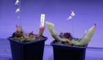 Heliamphora folliculata (Aparaman Tepui) - kliknij aby zobaczyć zdjęcie. Heliamphora folliculata (Aparaman Tepui)